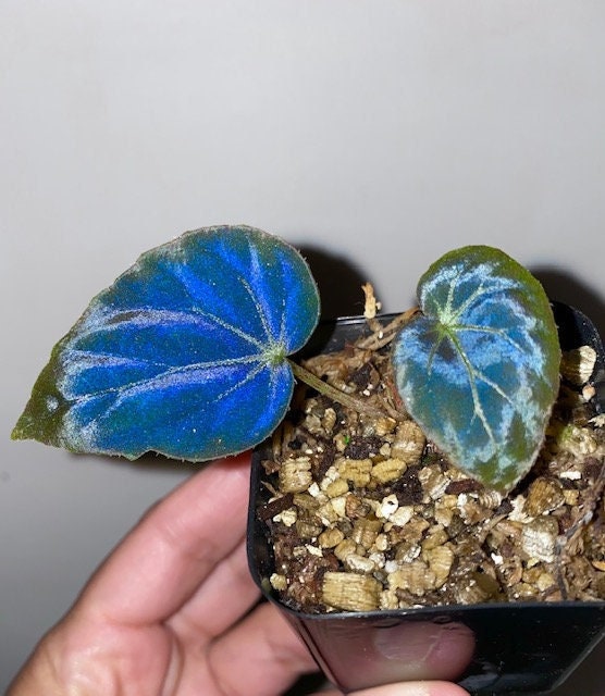 Begonia Burkillii Dark Form - Etsy 日本