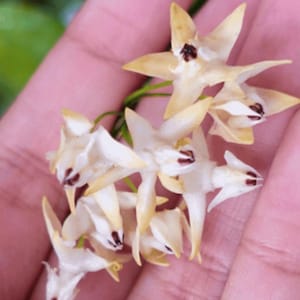 May include: Close-up of a cluster of small, star-shaped flowers. The petals are a creamy white with tips of pale yellow. Each flower has a dark maroon center. The flowers are on a green stem.