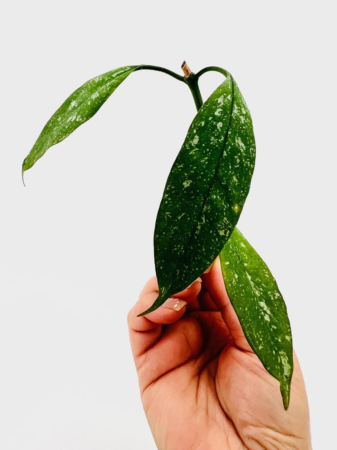 E1562 Hoya Multiflora Mini Splash Cutting Rooted - Etsy
