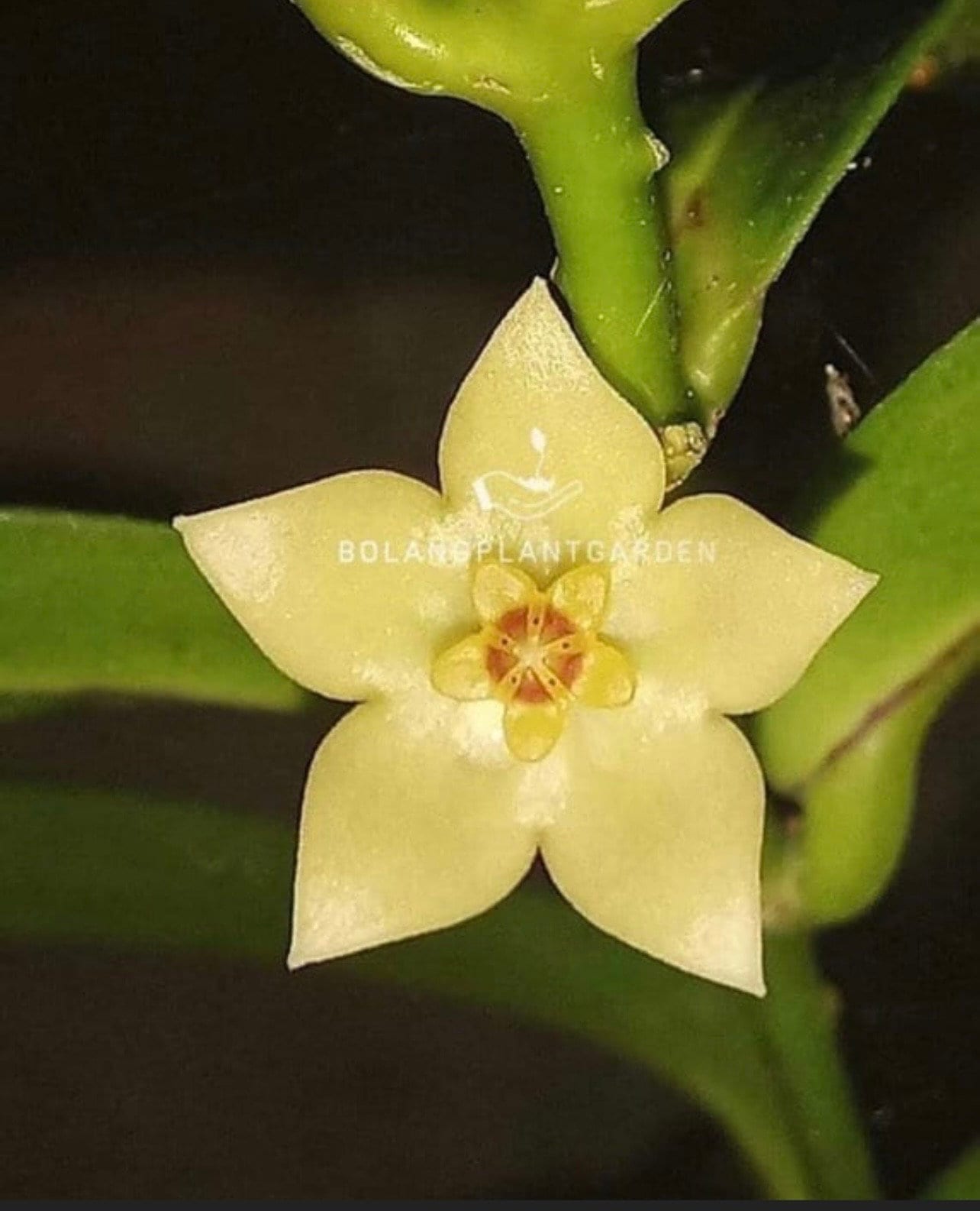 E614 Very Rare Hoya Brassii No Roots - Etsy