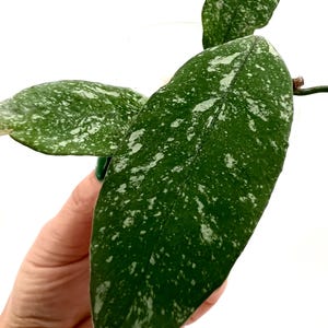 E1308 Rare Hoya Multiflora Mini Splash Rooted