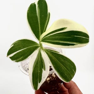 E0400 Very Rare Costus Arabicus Variegatus Spiral Ginger Rooted Cutting