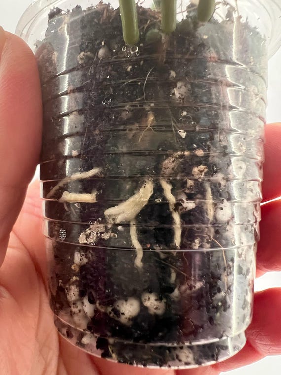 E0342 Rare Hoya Imbricata Rooted