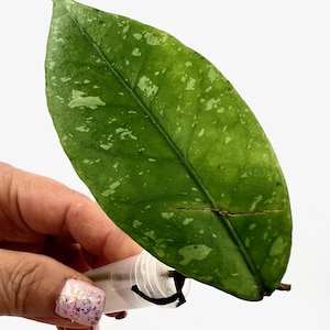May include: A vibrant green leaf with white speckles, held in a clear plastic tube. The leaf has a prominent central vein and a slightly textured surface. The leaf is a vibrant green color.