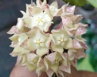 E5530 Super Rare Hoya Putussibau Rooted Cutting