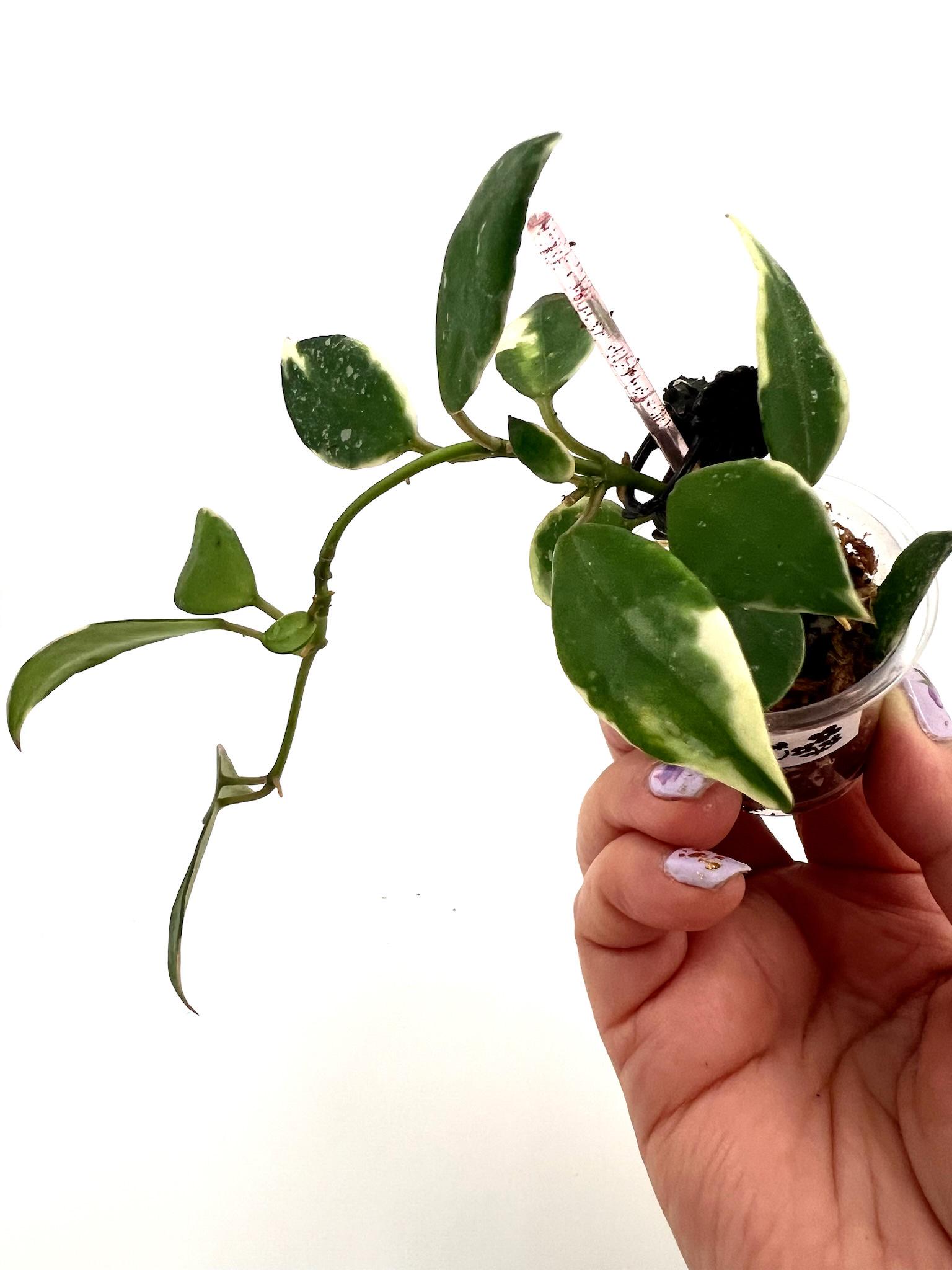 E0894 Rare Hoya Lacunosa Albomarginata Asami Rooted Cutting - Etsy