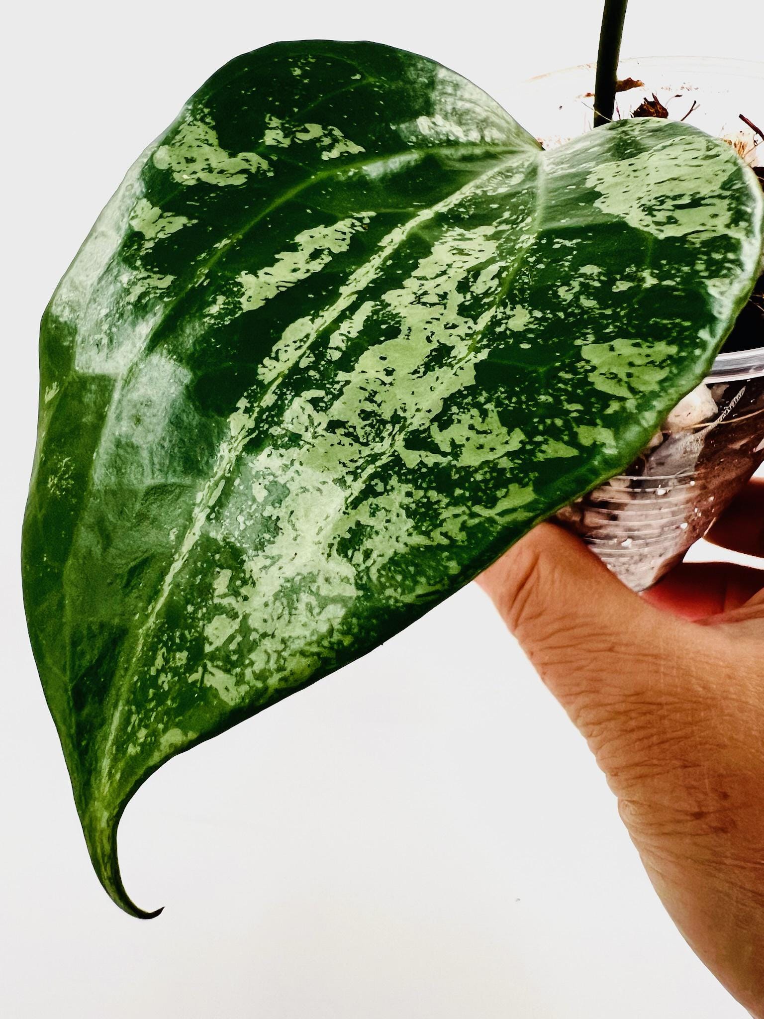 0906 ＊ホヤ ＊ Hoya ＊ latifolia ＊silver 1DCC0541-44F0-4D67-8E42-