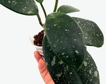 E0327 Very Rare Hoya Papuana Cutting Fully Rooted - Etsy