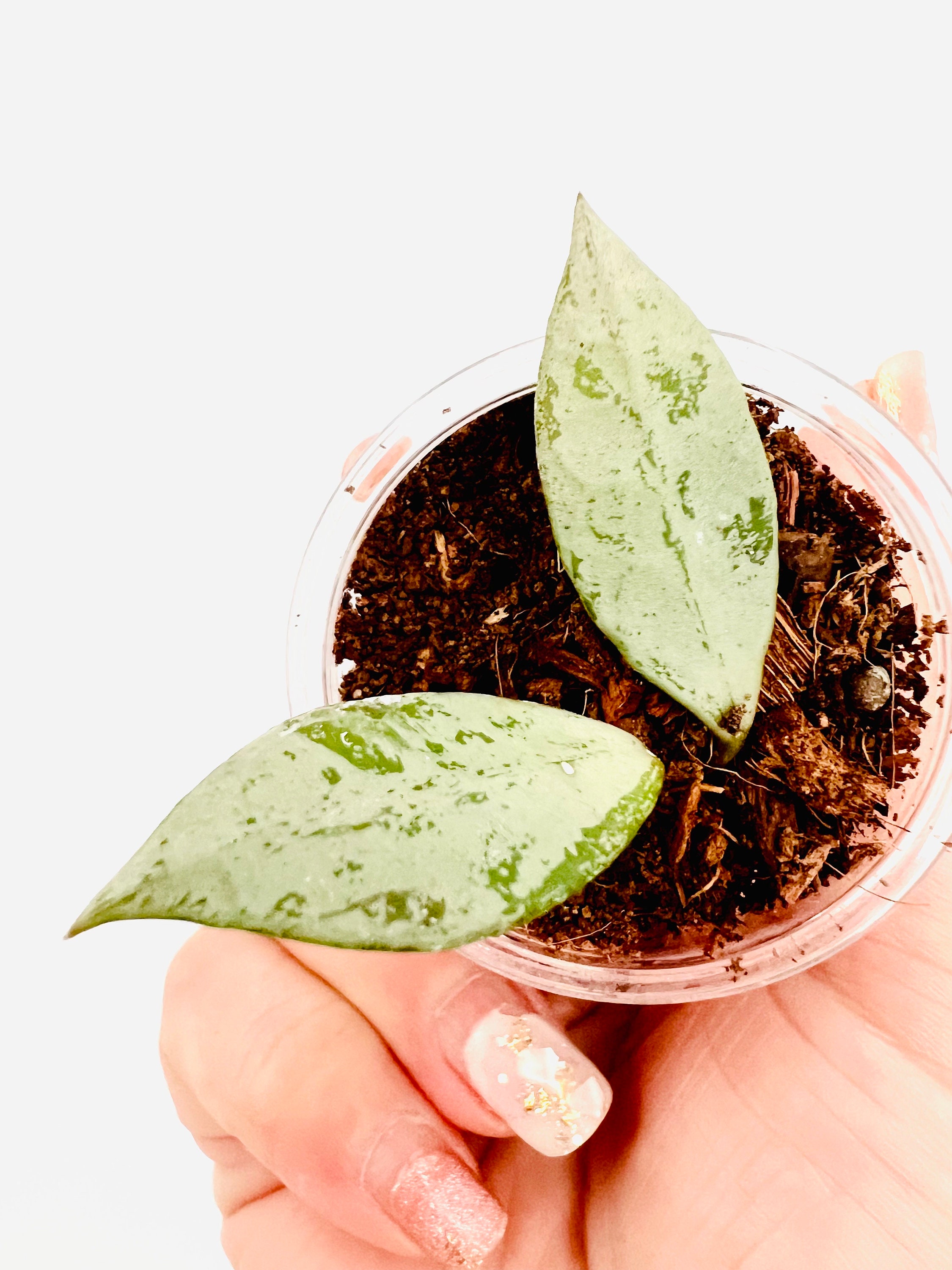 E6688 Rare Hoya Lacunosa Cianjur Light Green Splash Rooted Plant