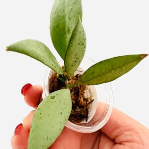 販売セール 限定0709 *ホヤ*hoya *ラクノーサ * LOUISA´S SILVER