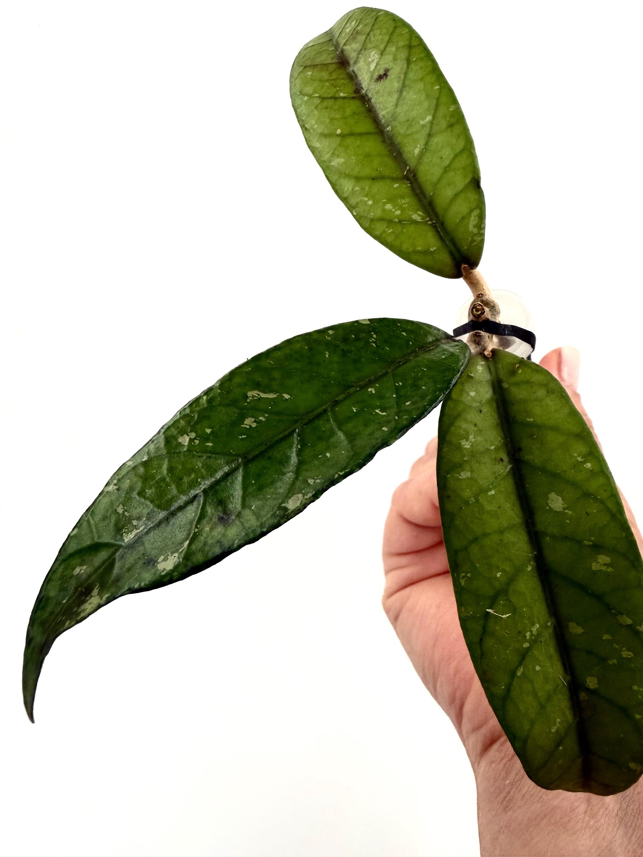 E1557 Hoya Sp Aceh Lynx Very Rare Newly Rooted - Etsy