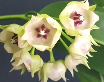 E0342 Rare Hoya Imbricata Rooted