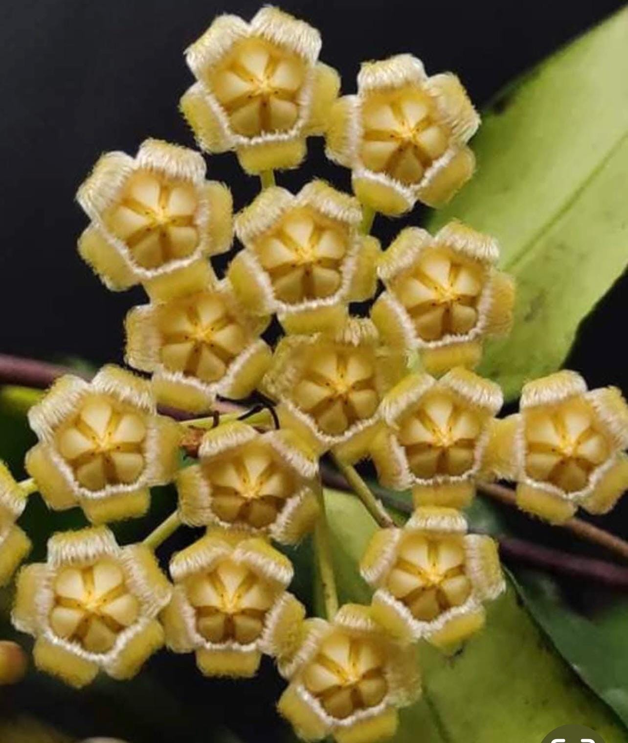 E0350 Very Rare Hoya Sp Jatim Rooted - Etsy