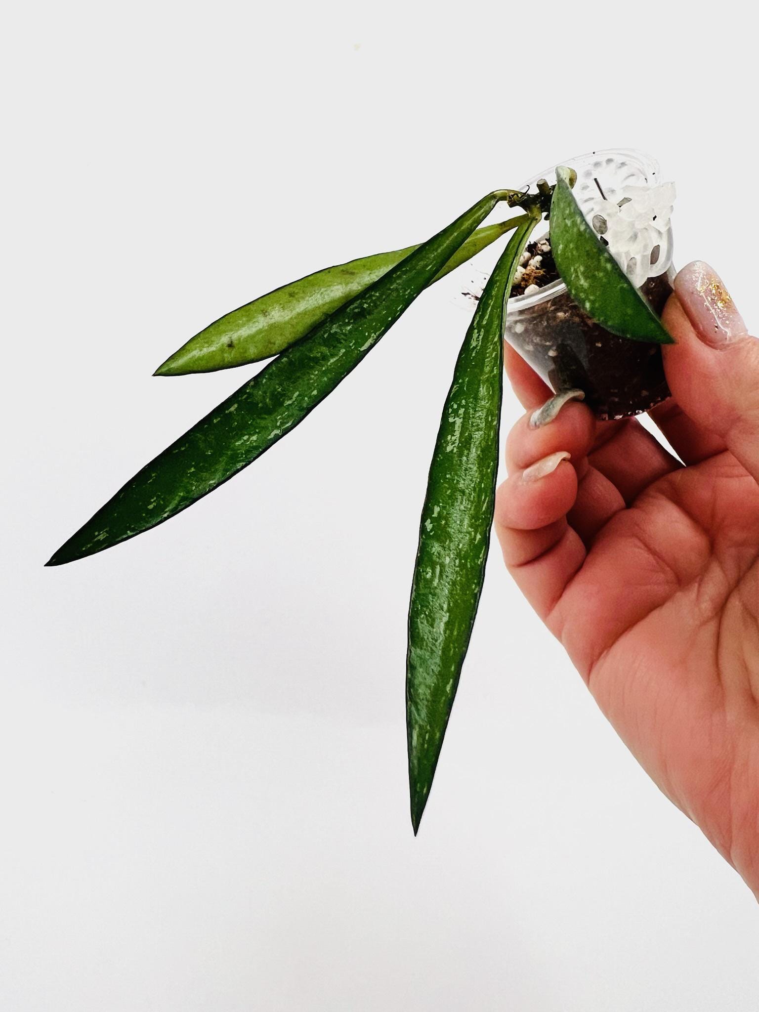 E0056 Very Rare Hoya Bamboo Splash No Roots - Etsy