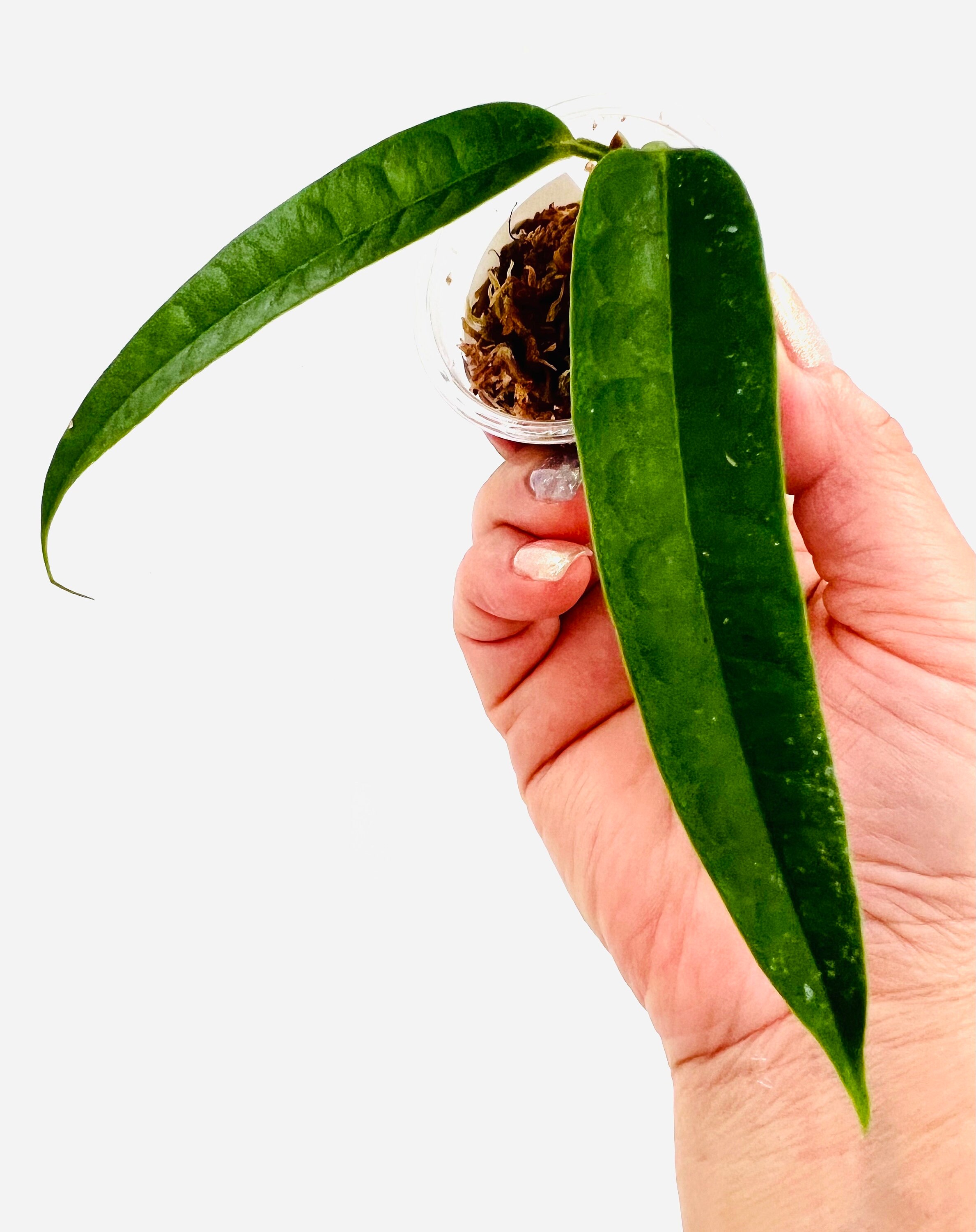E787 Extremely Rare Hoya Platycaulis Fresh Cutting No Roots. - Etsy