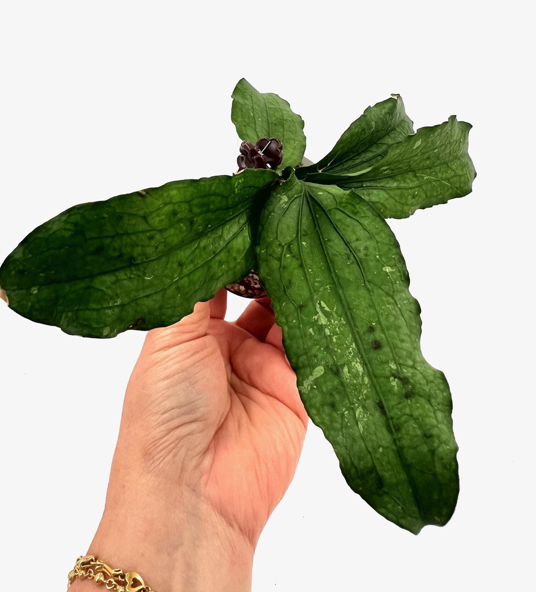 E1039 Rare Hoya Erythrina Borneo Rooted Cutting - Etsy