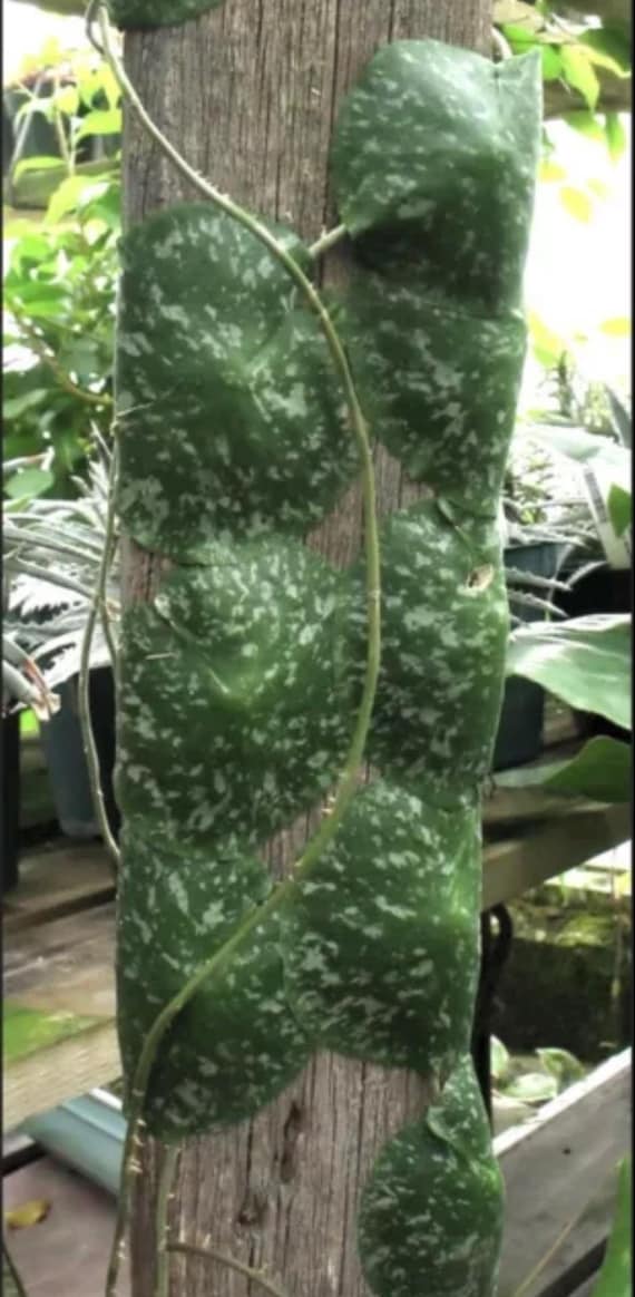 E0342 Rare Hoya Imbricata Rooted