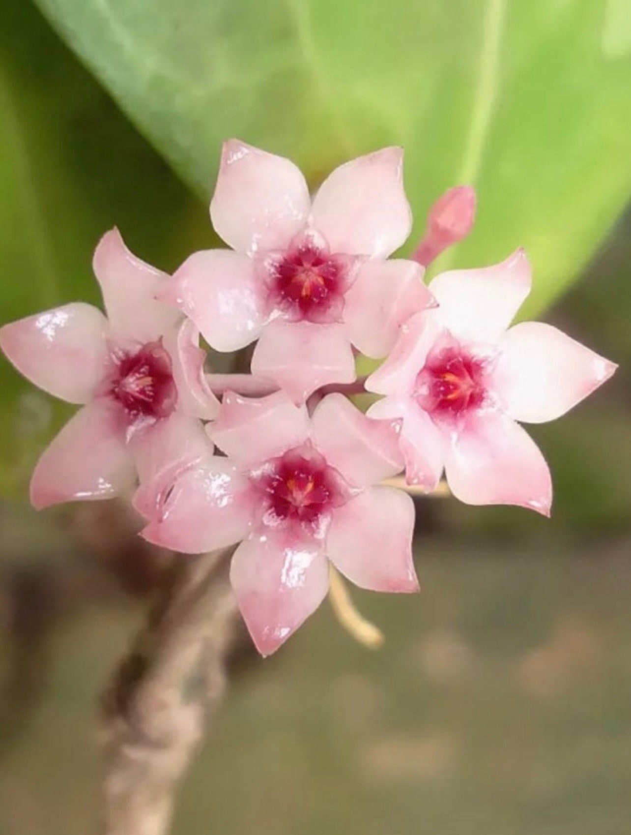 E601 Very Rare Hoya Batutikarensis Rooted 2024 New Species From E601 Very Rare Hoya Batutikarensis Rooted 2024 New Species From