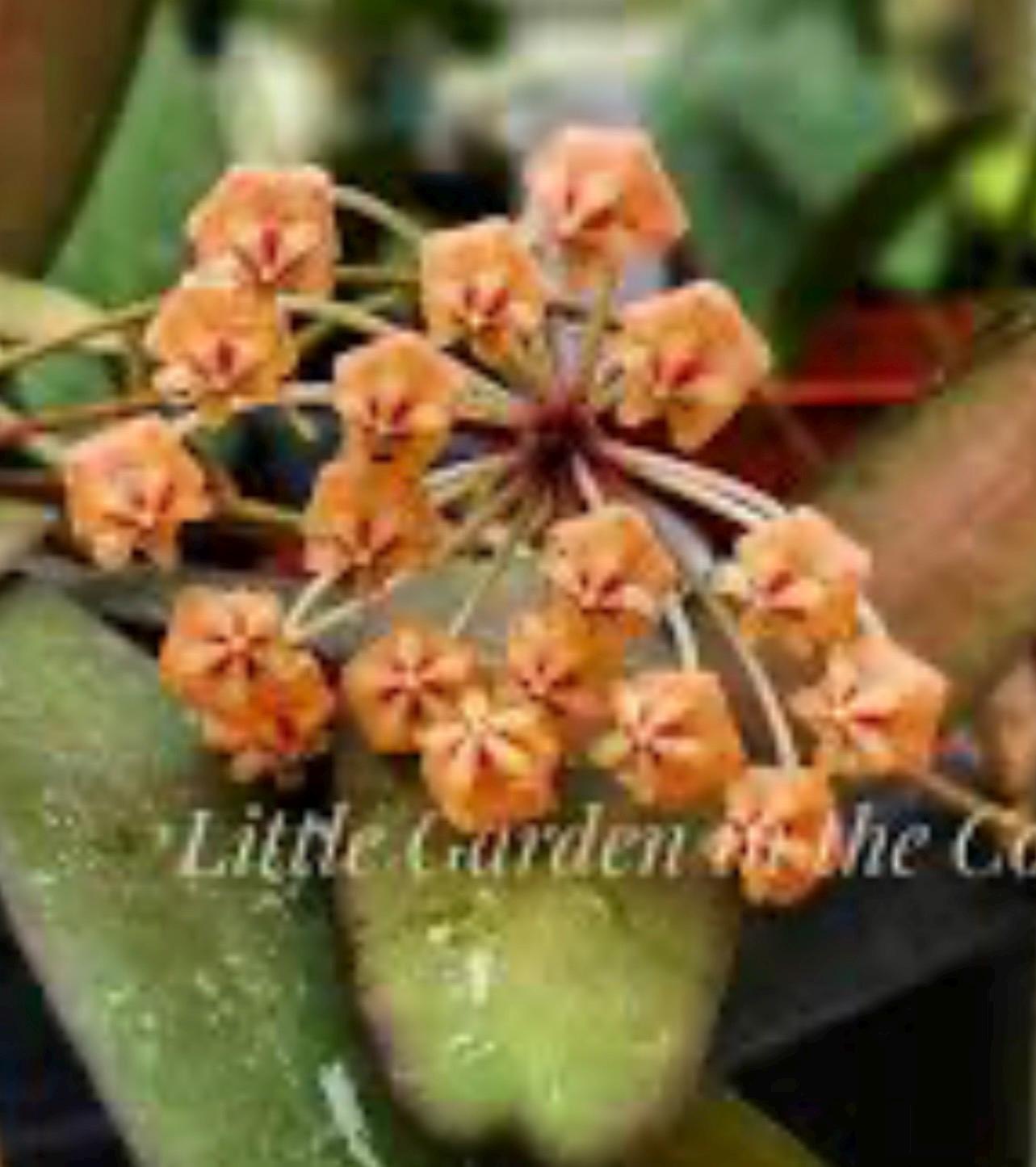 E1119 Rare Hoya Sp Sabah EPC960 Dragonfly Rooted - Etsy