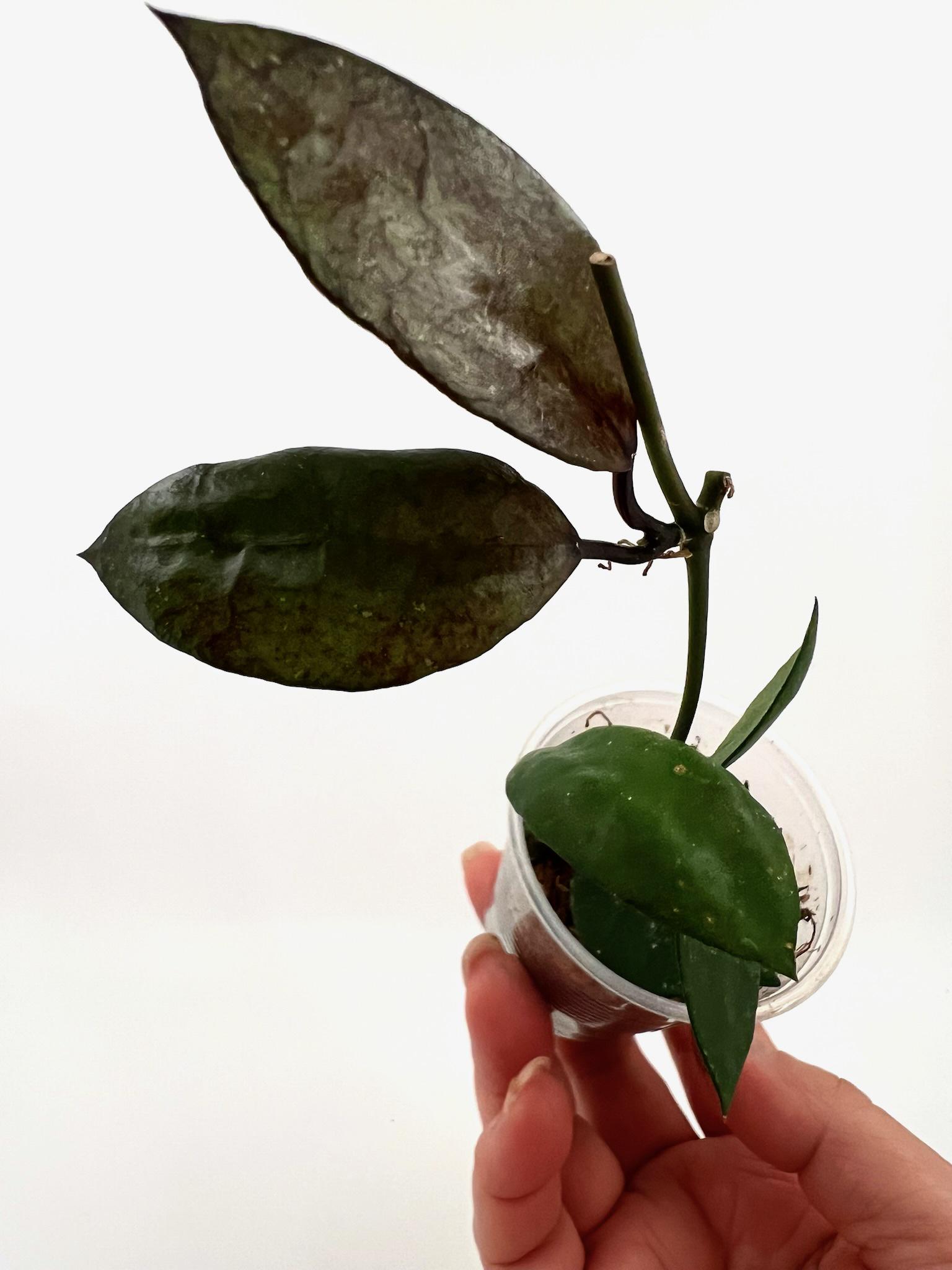 E0271 Very Rare Hoya Lacunosa Black Coin Rooted - Etsy