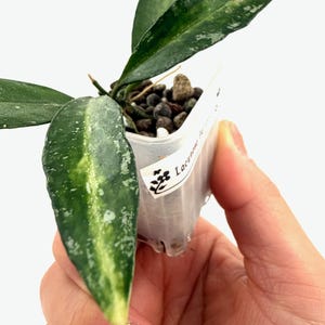Hoya Lacunosa Peridot - Etsy