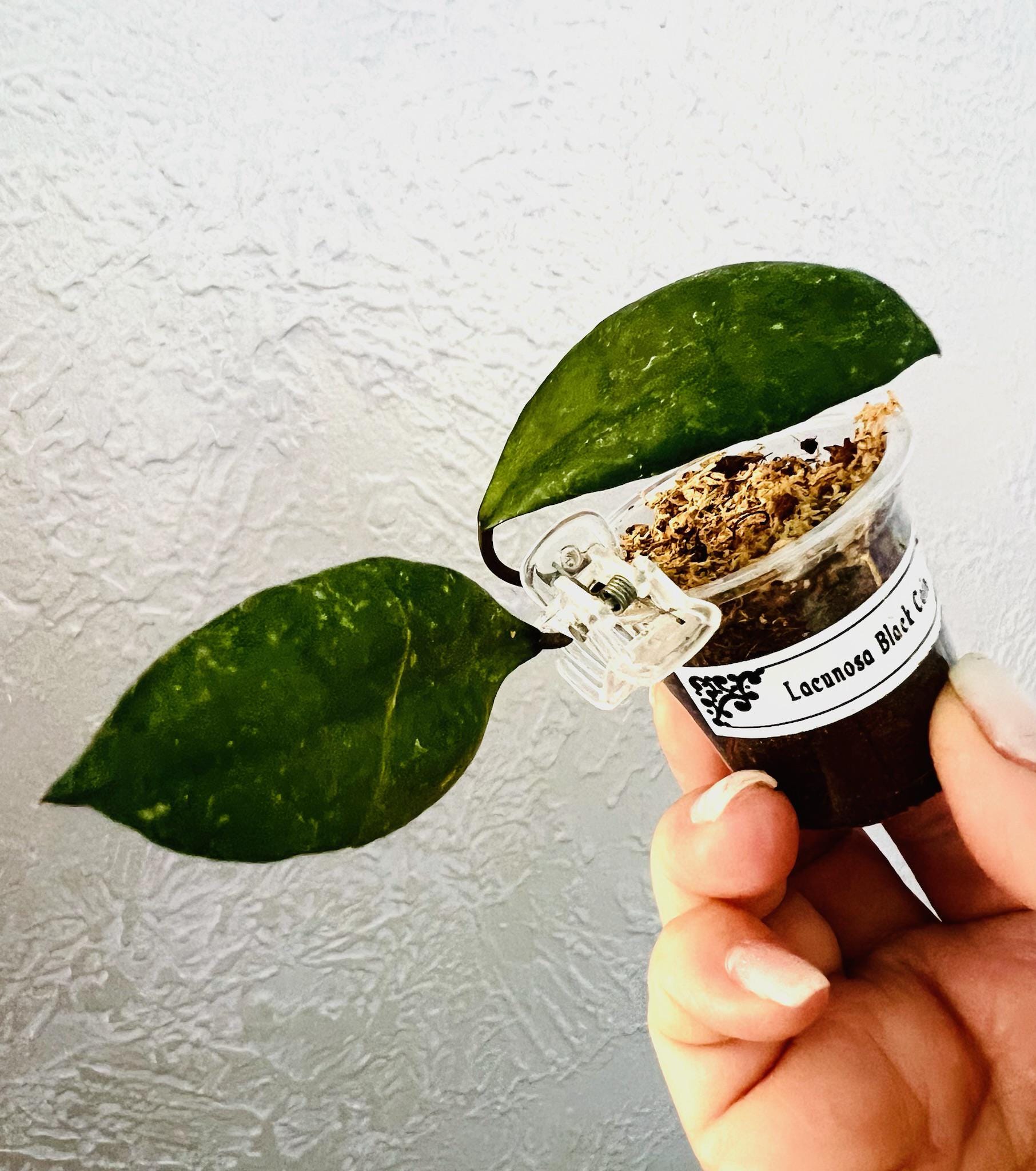 E1558 Very Rare Hoya Lacunosa Black Coin Rooted - Etsy