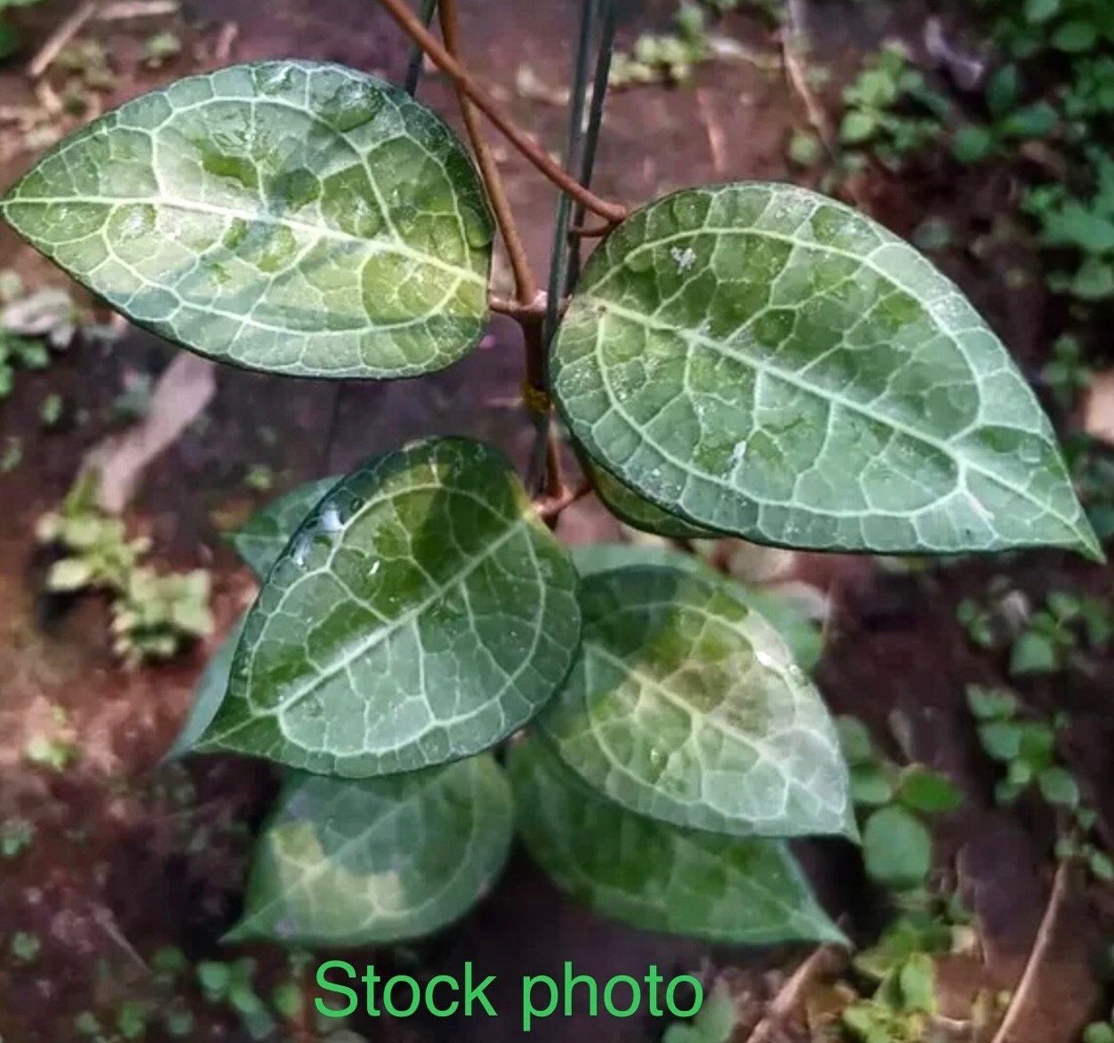 E4894 Extremely Rare Hoya Verticillata Wayang Starting to