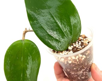 E0557 Very Rare Hoya Polyneura Silver Rooted Cutting - Etsy