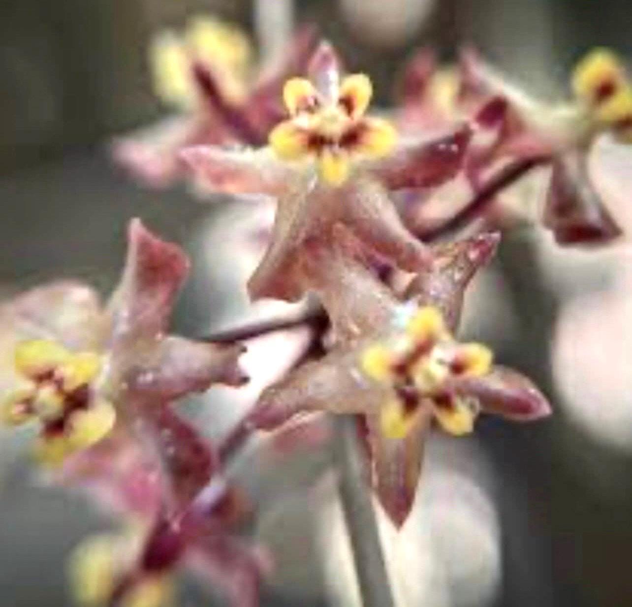 E1559 Very Rare Hoya Microdwarf NS12-323 Rooted Cutting TINY