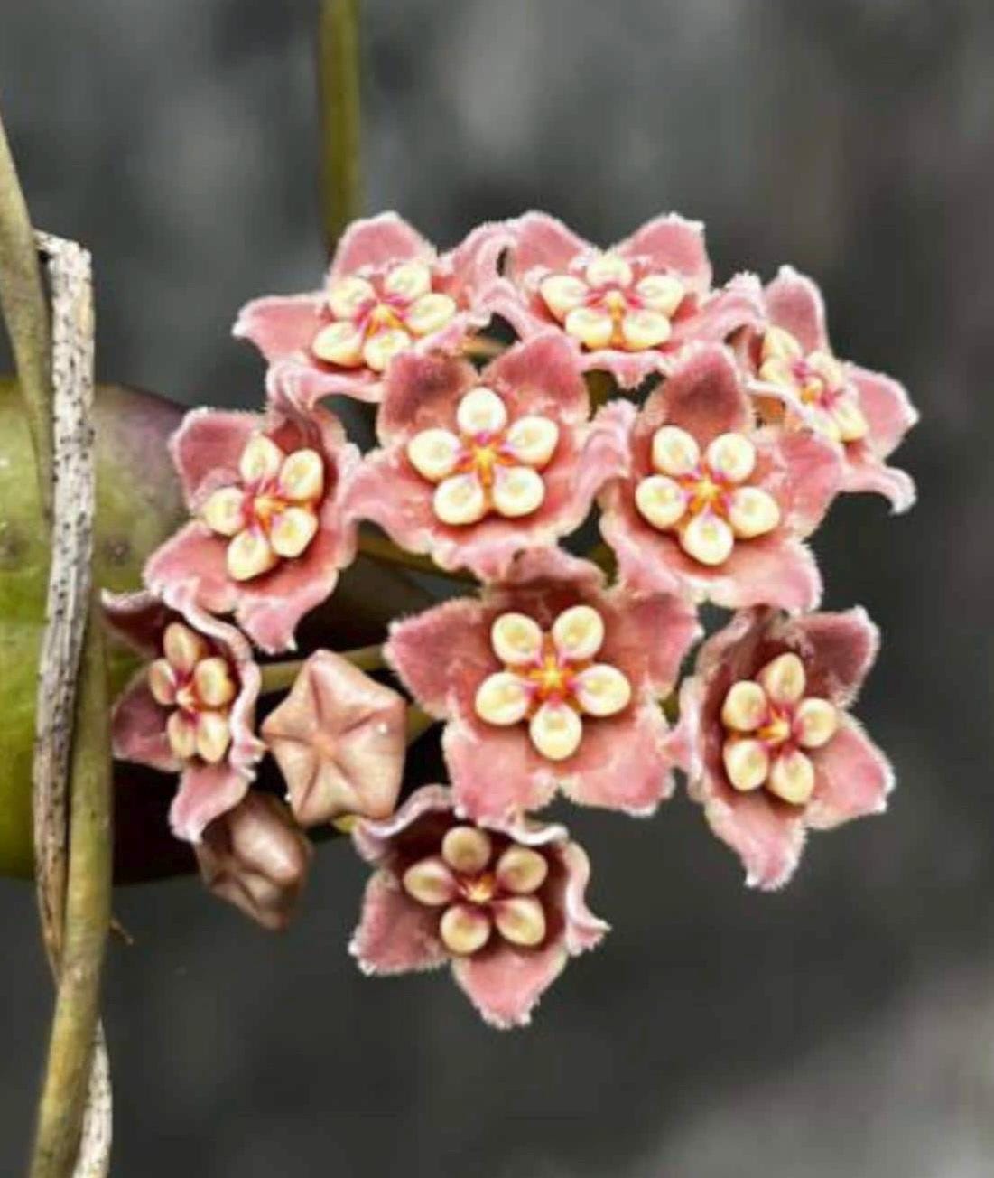 E1963 Very Rare Hoya GFM 03 No Roots - Etsy