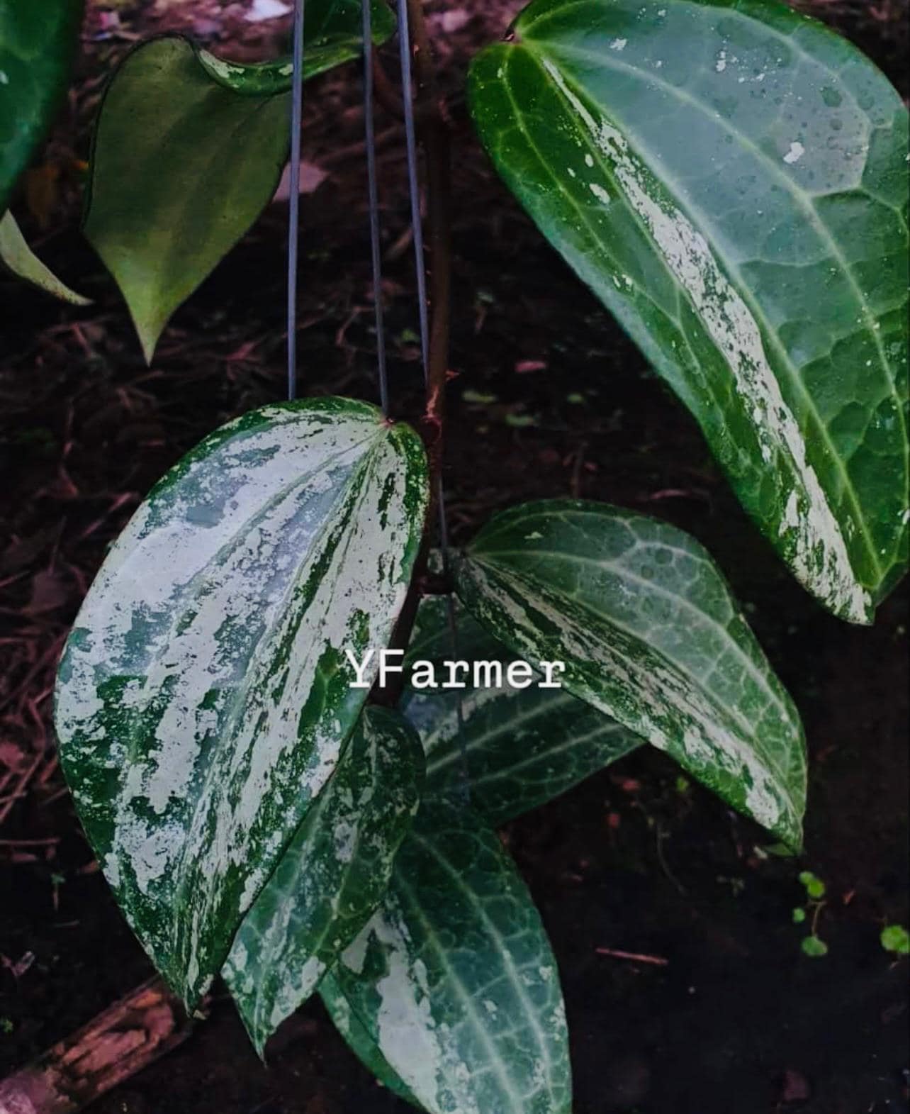 49 ＊ホヤ ＊ Hoya ＊ latifolia ＊ silver leaf Hoya latifolia