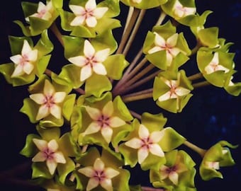 E0327 Very Rare Hoya Papuana Cutting Fully Rooted - Etsy