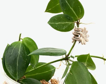 E1819 Very Rare Hoya Papuana Cutting No Roots - Etsy