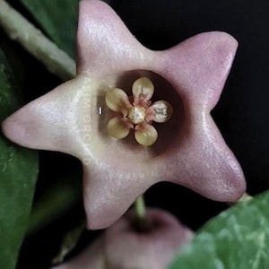 E0327 Very Rare Hoya Papuana Cutting Fully Rooted - Etsy
