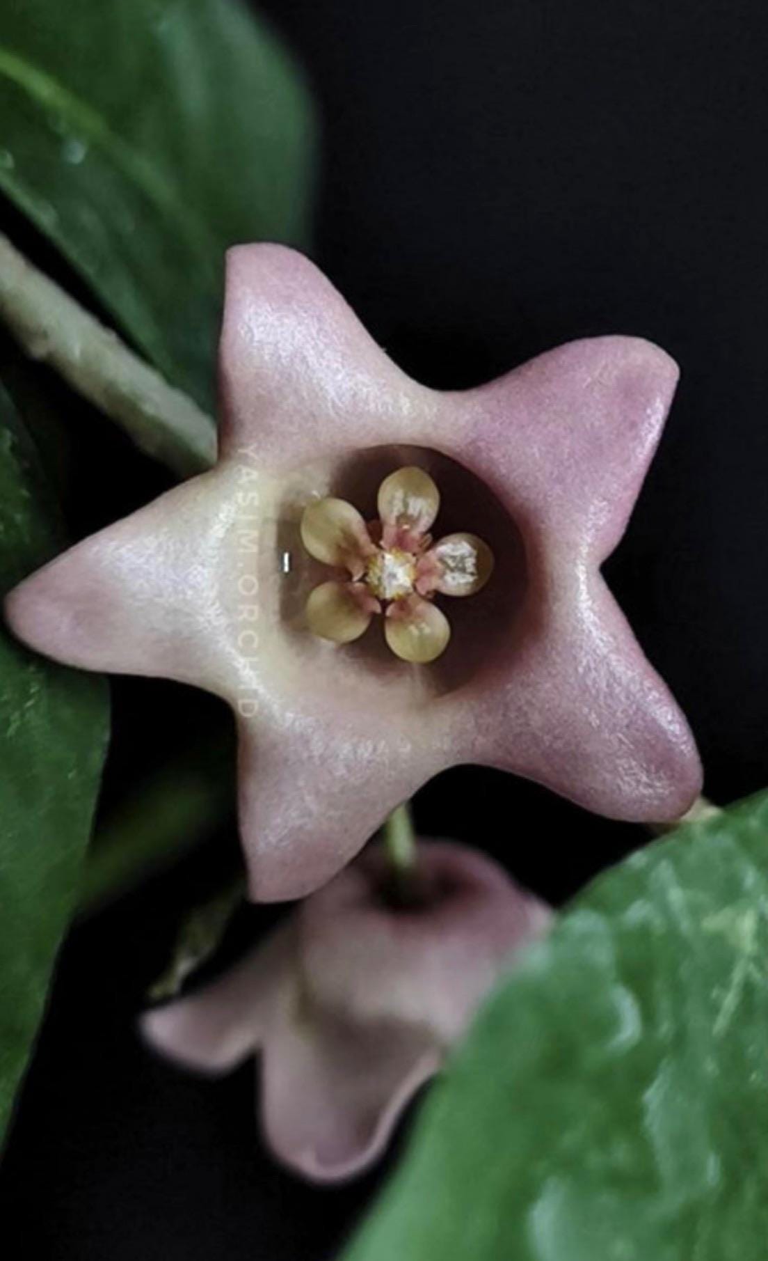 E0327 Very Rare Hoya Papuana Cutting Fully Rooted - Etsy