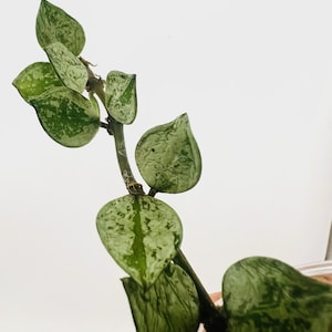 E0670 Very Rare Hoya Lacunosa Violet Rooted