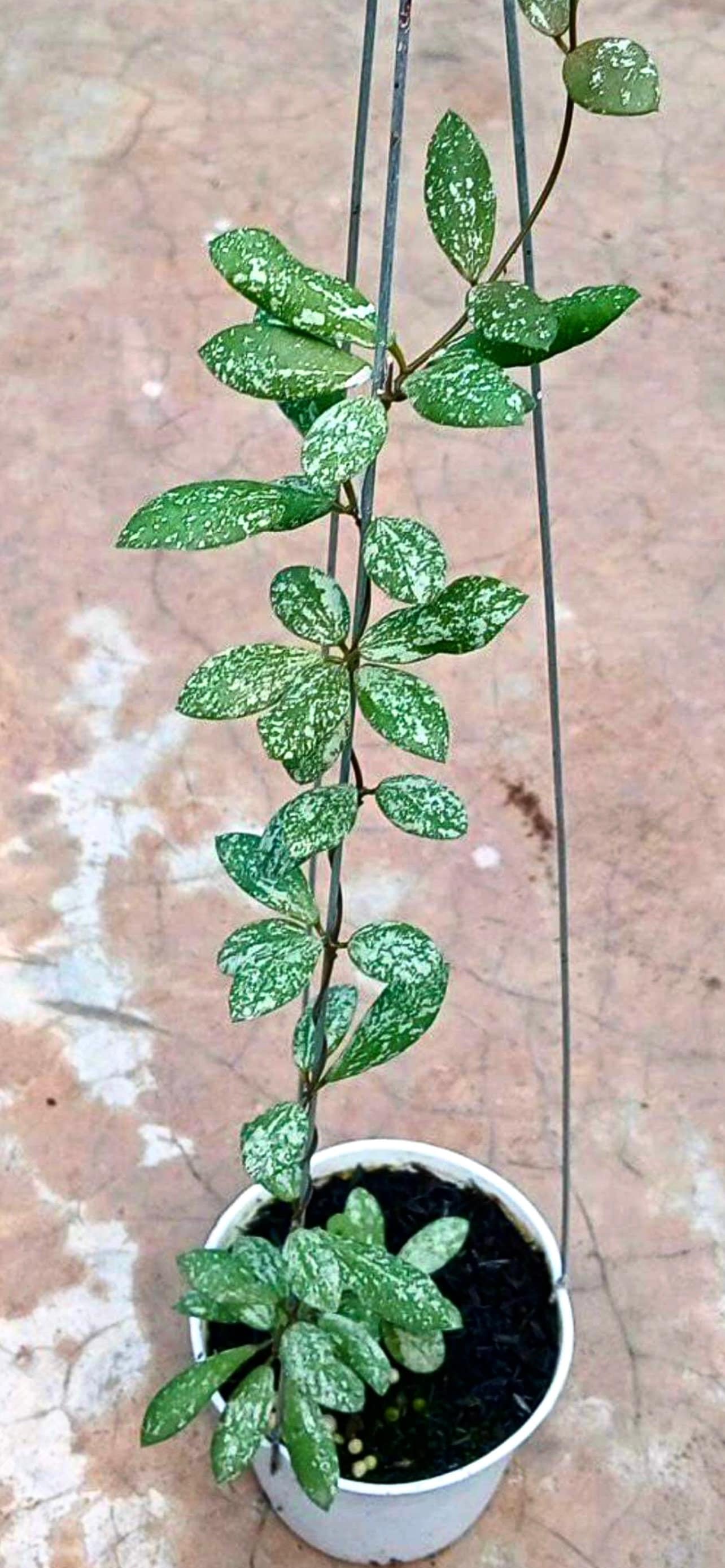 E346 Very Rare Hoya Sp Kalimantan Mini Coin Splash Rooted New
