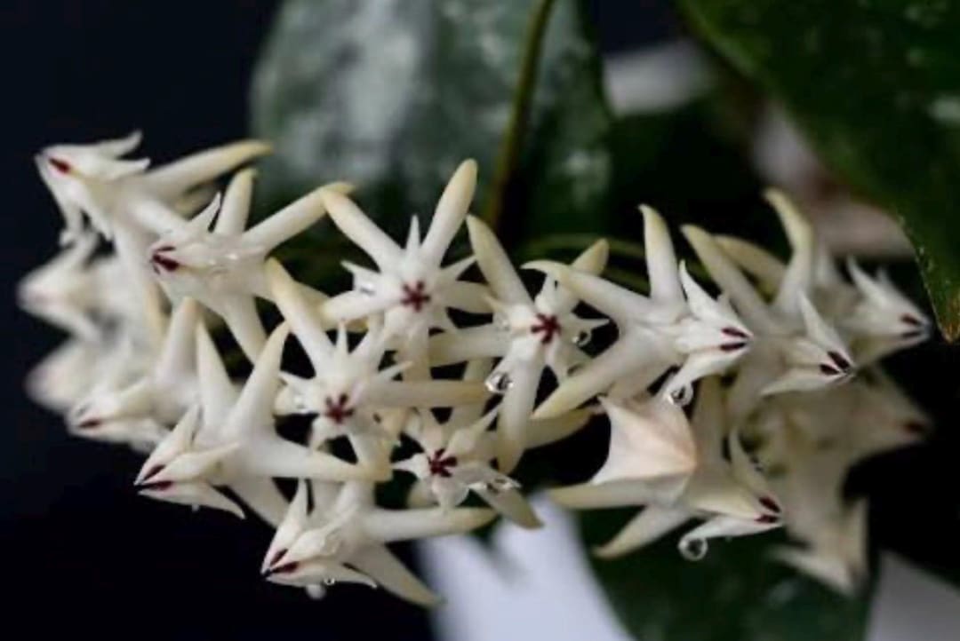 E1767 Hoya Multiflora Mini Splash Newly Rooted - Etsy