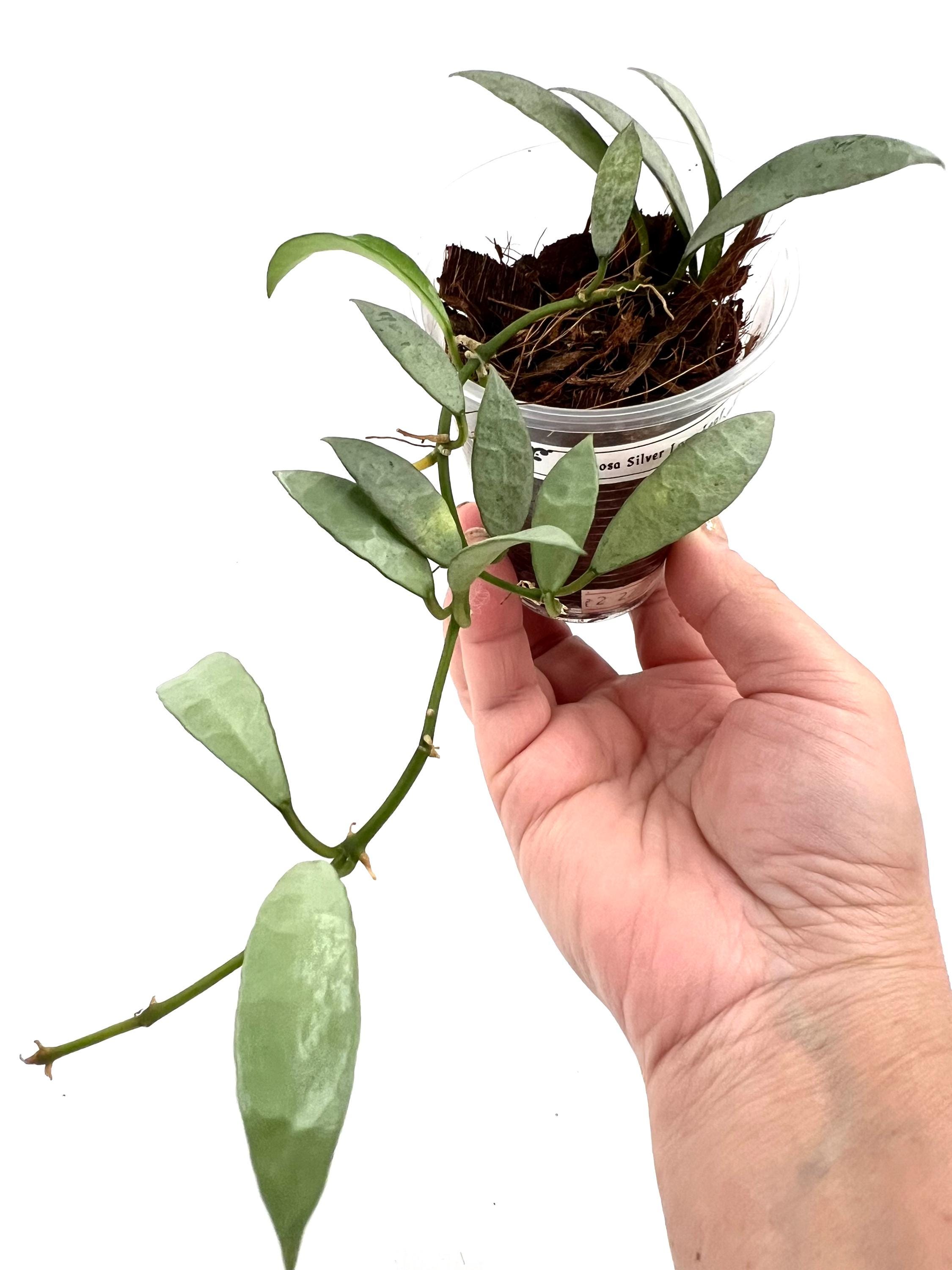 E0847 Rare Hoya Lacunosa Silver Long Leaf Beautiful Full Silver