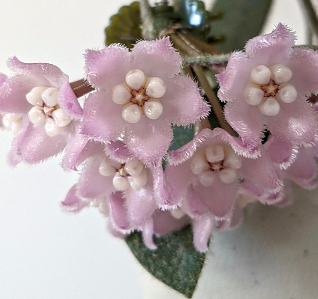 E0495 Rare Hoya Thomsonii Pink Rooted Fat Fuzzy Leaves - Etsy