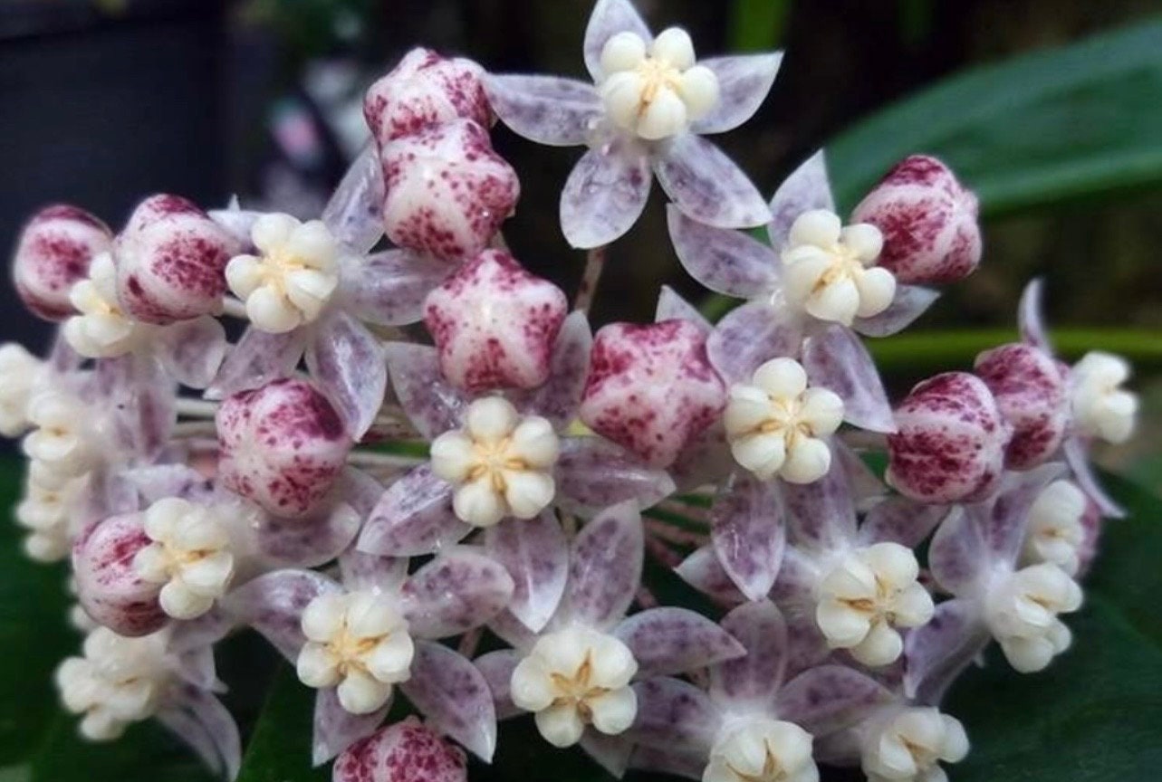 青花HOYA medinillifolia Finally, the time has come for Hoya medinillifolia to bloom