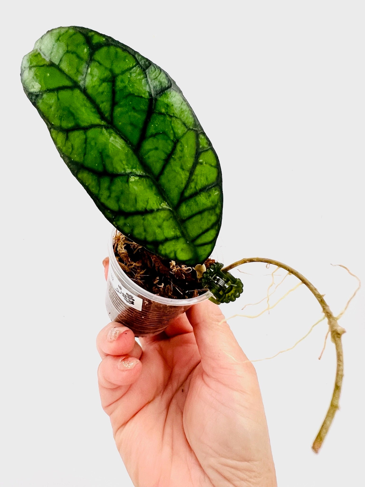E4686 Rare Hoya Callistophylla Sabah IML 1762 Rooted Cutting - Etsy
