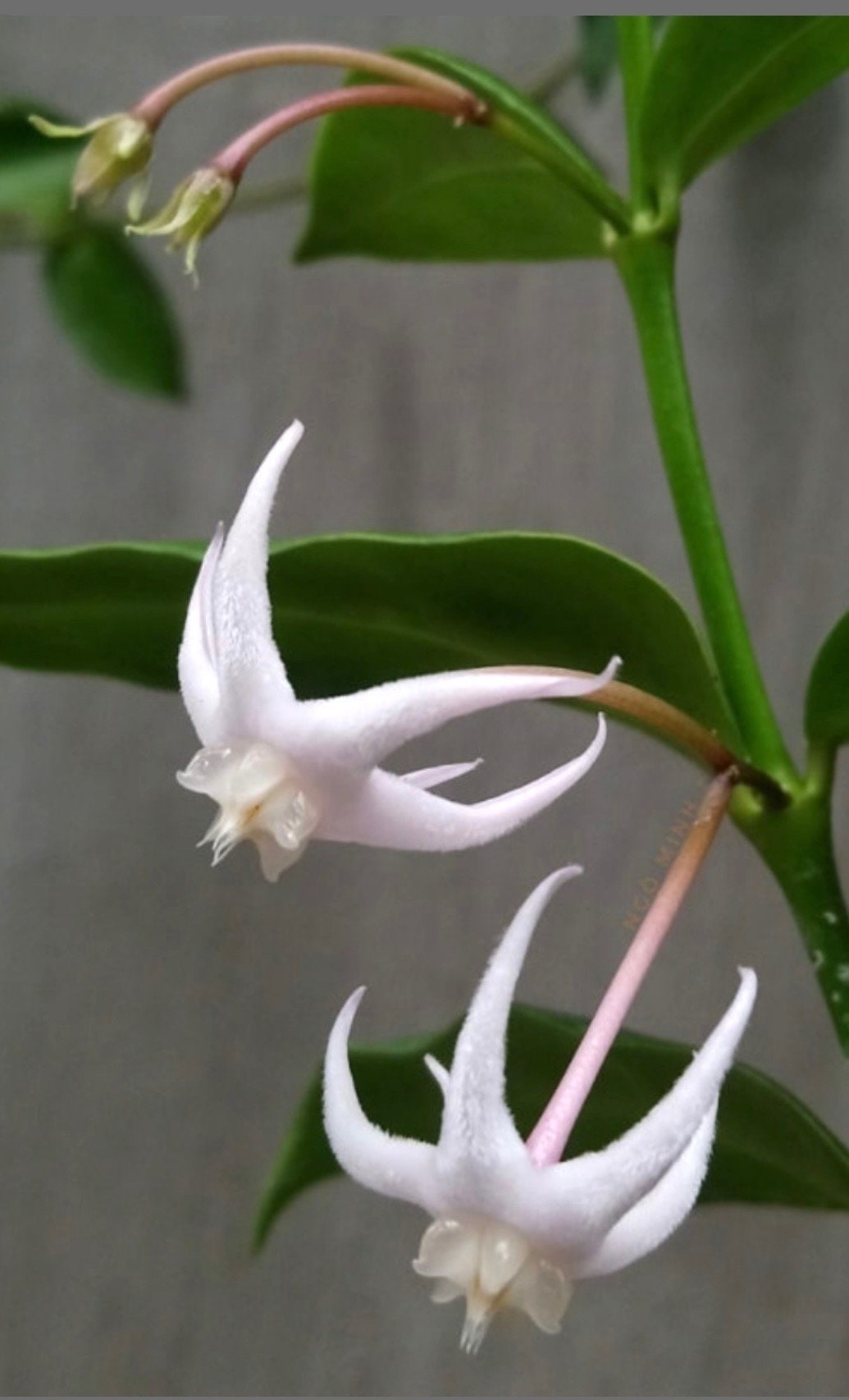 E6385 Extremely Rare Hoya Acuminata Rooted Cutting - Etsy