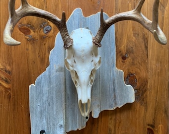 Montaje de ciervos europeos