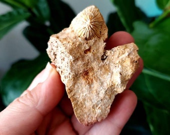 Fossilized coral raw stone specimen/ crystal for ancestor connection