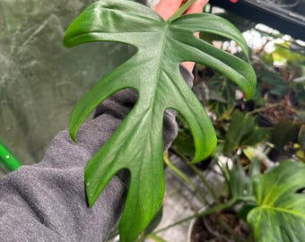 US Seller Rhaphidophora Tetrasperma Migma Variegated - Etsy