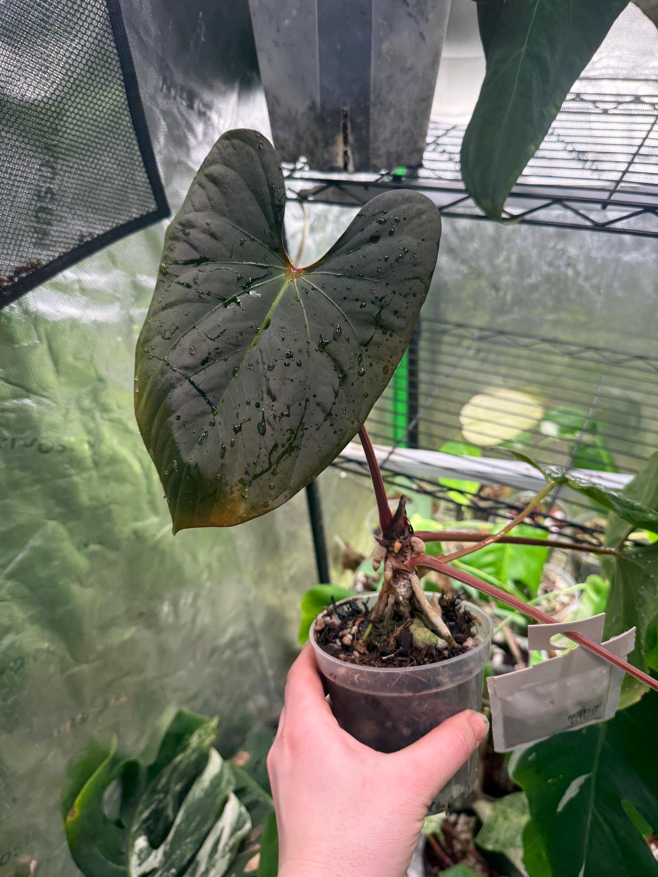 Anthurium Bvep - Etsy