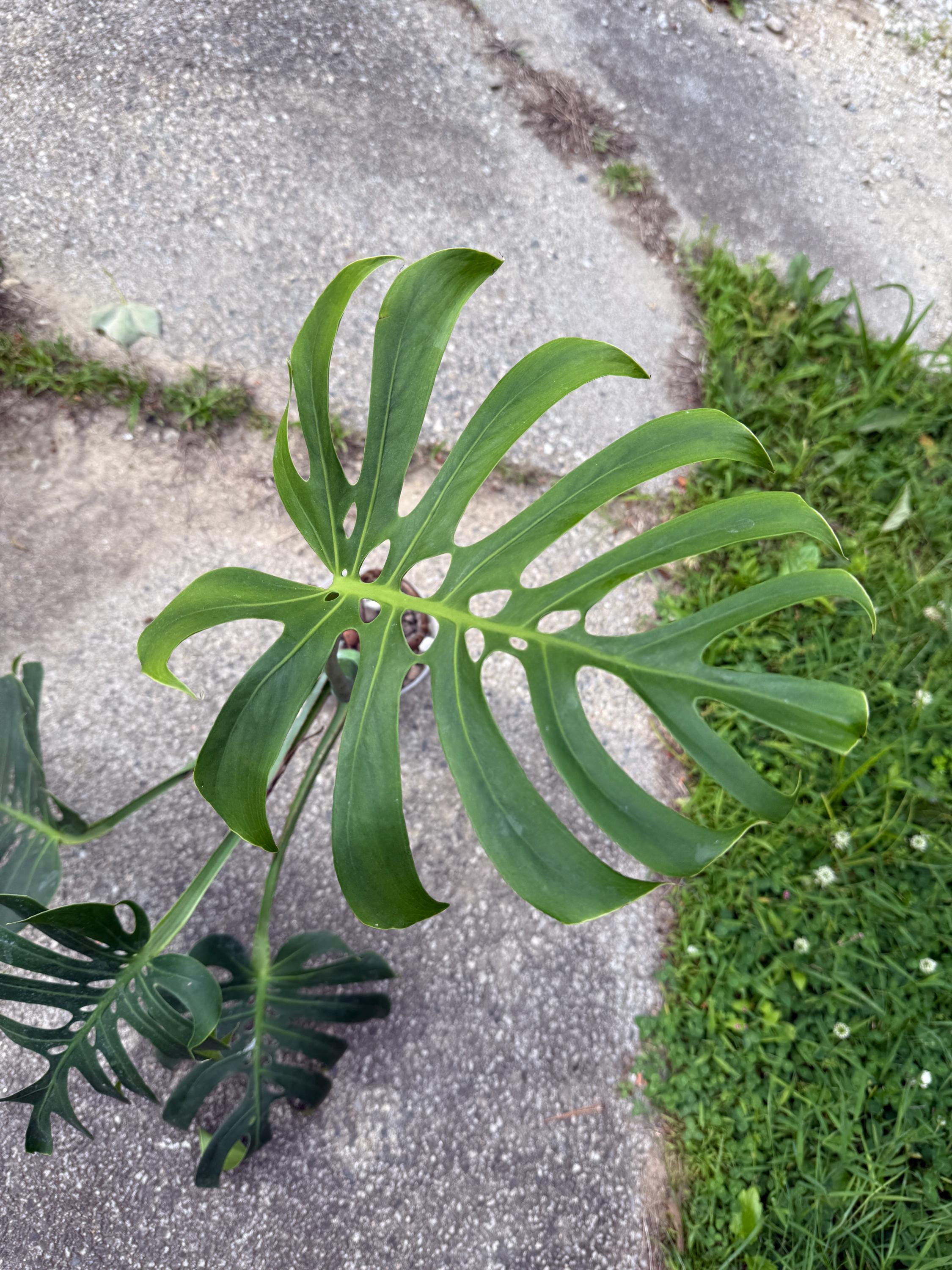 Rare Monstera Compacta - Etsy