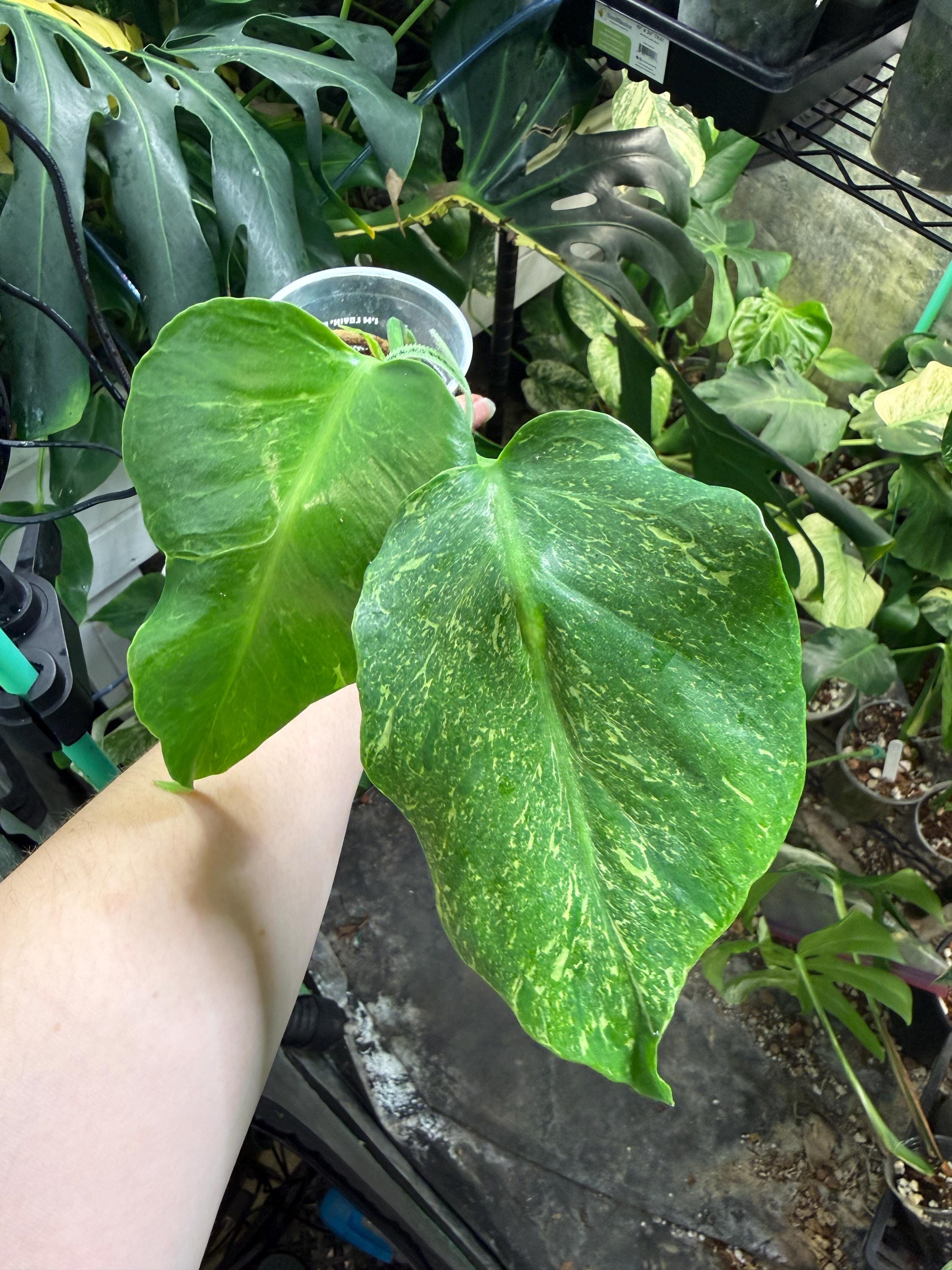 Monstera Oceana - Etsy