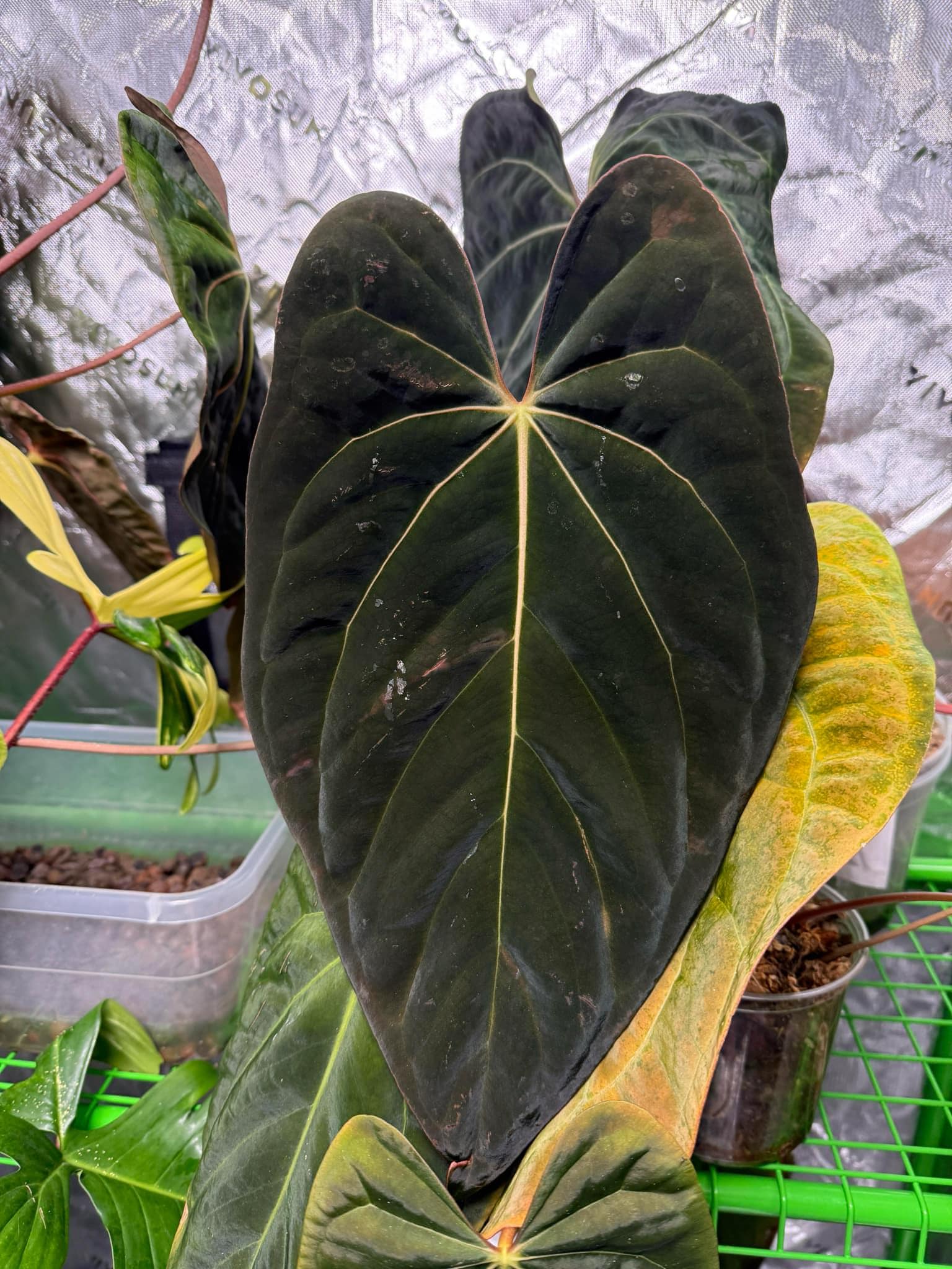Anthurium Dark Phoenix - Etsy Anthurium Dark Phoenix - Etsy